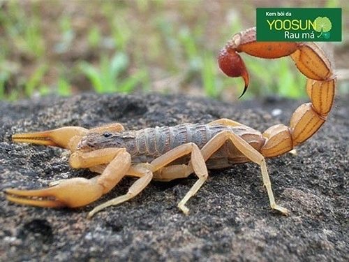 Khi bị bọ cạp cắn phải làm sao để hết sưng đau? Khi bị bọ cạp cắn phải làm sao