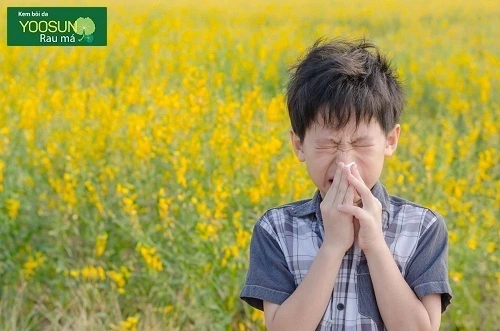 Bệnh dị ứng phấn hoa là gì