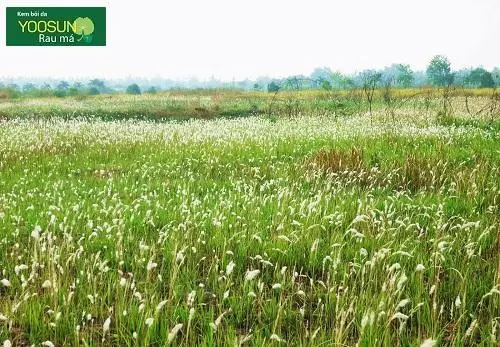 Dị ứng bụi cỏ là như thế nào? Dị ứng bụi cỏ