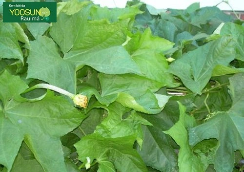 Hành trình trị mụn nội tiết tố nữ