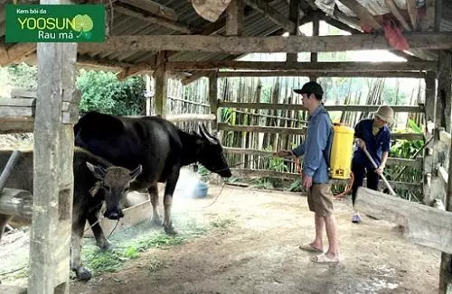 Cách phòng tránh ruồi trâu cắn