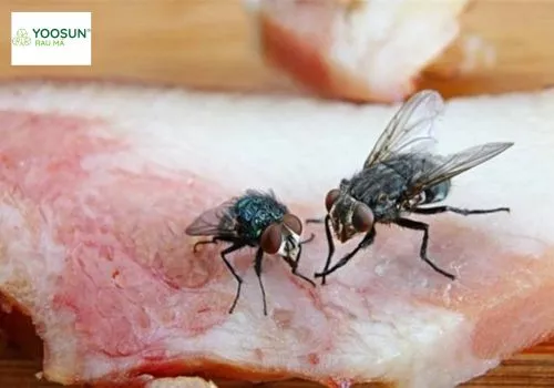 Vết ruồi trâu cắn