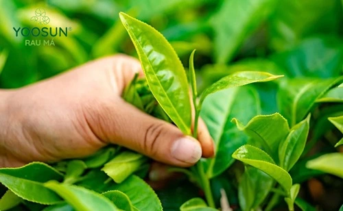 Cách chữa rôm sảy cho mẹ bầu