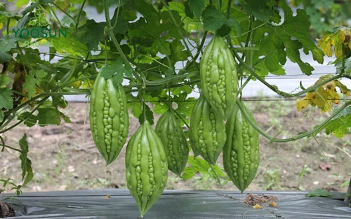 cách tắm nước khổ qua cho trẻ sơ sinh