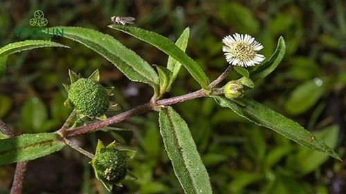 Cách trị rôm sảy cho bà bầu