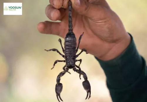 Bị bò cạp chích do đâu? Bị bò cạp chích