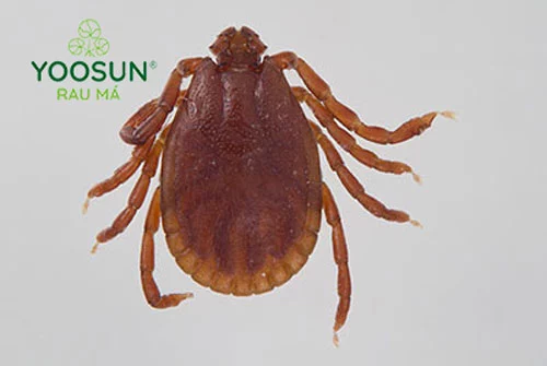 Người bị ve cho cắn