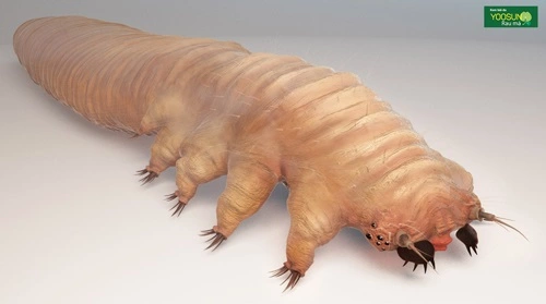 Viêm da demodex ở mặt
