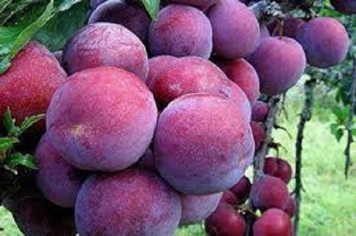 Liệu ăn mặn có gây mụn không Ăn mặn có gây mụn không