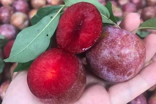 Liệu ăn mận có mụn không Ăn mận có mụn không