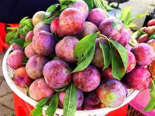 Liệu ăn quả mận có nổi mụn không Ăn quả mận có nổi mụn không