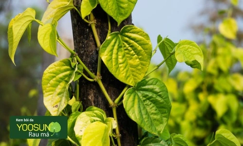 cách trị viêm nang lông ở mặt tại nhà