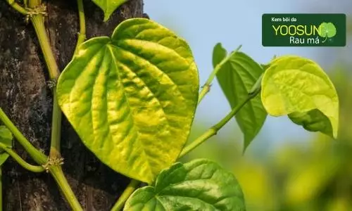 Bà đẻ sau sinh bị ngứa vùng kín
