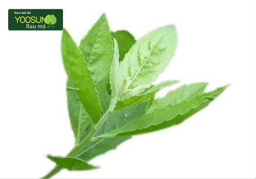 Tắm lá cúc tần có tác dụng gì