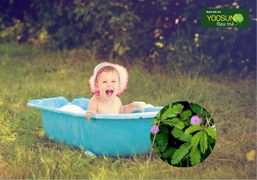 tắm lá cây xấu hổ cho bé