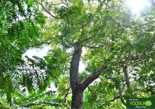 Tắm lá sầu đâu có tác dụng gì với sức khỏe? tắm la sầu đâu có tác dụng gì