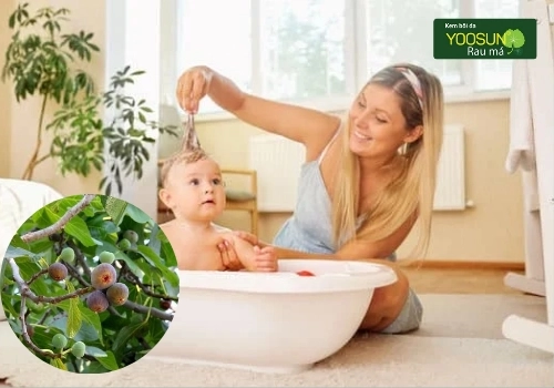 Cách tắm lá sung cho trẻ sơ sinh Tắm lá sung cho trẻ sơ sinh