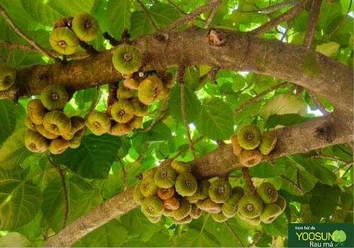 Liệu tắm lá sung có tác dụng gì Tắm lá sung có tác dụng gì