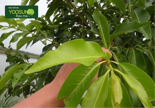 tắm lá vối cho trẻ sơ sinh