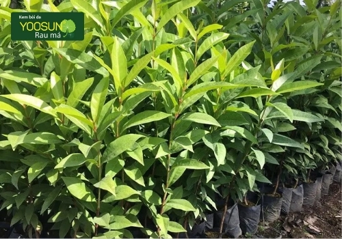 Tắm lá vối có tác dụng gì