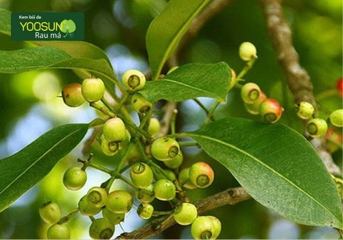 Tắm nước lá vối có tác dụng gì