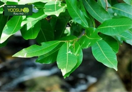 trẻ sơ sinh tắm lá vối được không