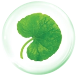 rau-ma